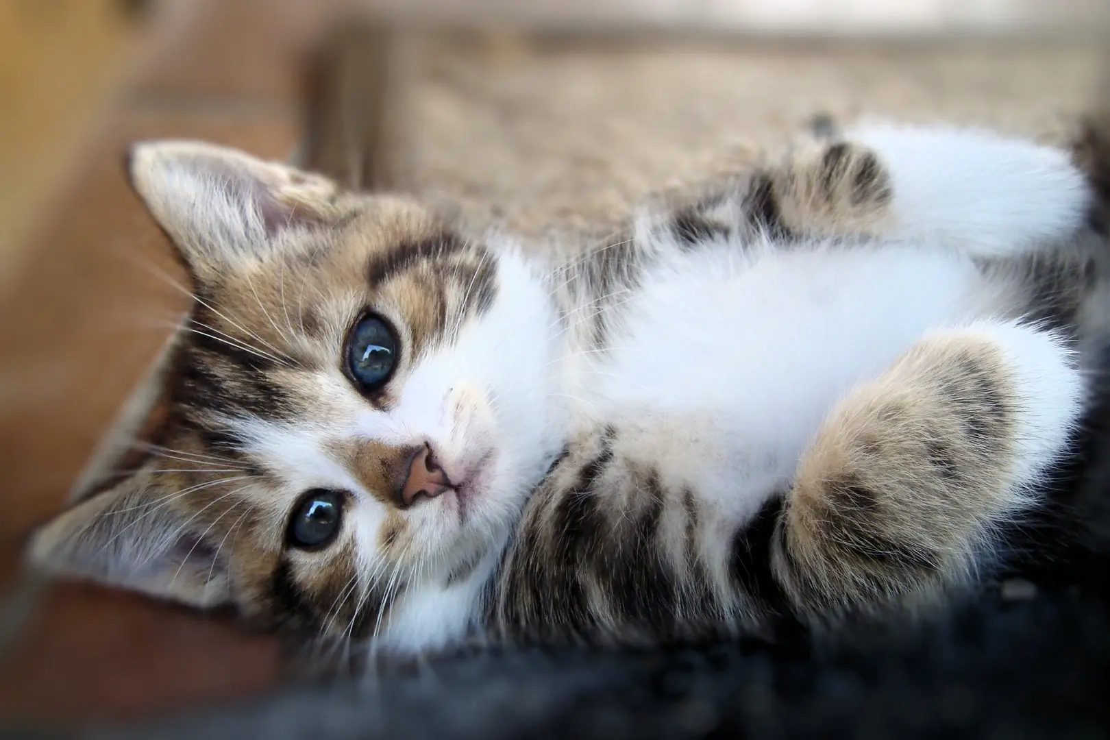 A sweet cat o.o